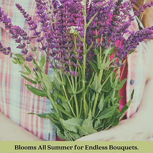 Clovers Garden Salvia Plants – Two (2) Live Plants – Non-GMO - Not Seeds - Each 4" to 8" Tall – in 4" Inch Pots – Hardy Flowering Perennial, Pollinator Favorite Clovers Garden Salvia Plants – Two (2) Live Plants – Non-GMO - Not Seeds - Each 4" to 8" Tall – in 4" Inch Pots – Hardy Flowering Perennial, Pollinator Favorite