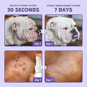 HICC-PET-Hot-Spot-Itch-Relief-Spray-for-Dogs-Cats-Pet-Treatment-Spray-for-Itchy-Irritated-Skin-Allergy-Rashes-Lick-Safe-and-Painless-Wound-Care-Spray-for-All-Animals-34-Fl-Oz - Cucciolini Doodles   HICC-PET-Hot-Spot-Itch-Relief-Spray-for-Dogs-Cats-Pet-Treatment-Spray-for-Itchy-Irritated-Skin-Allergy-Rashes-Lick-Safe-and-Painless-Wound-Care-Spray-for-All-Animals-34-Fl-Oz