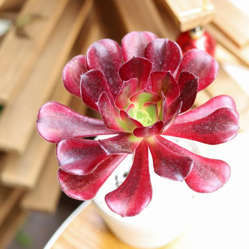 Miniatura 5 de Rara planta aeonium viva suculenta en maceta de 4 pulgadas, planta viva suculenta roseta para cultivo en interiores y exteriores