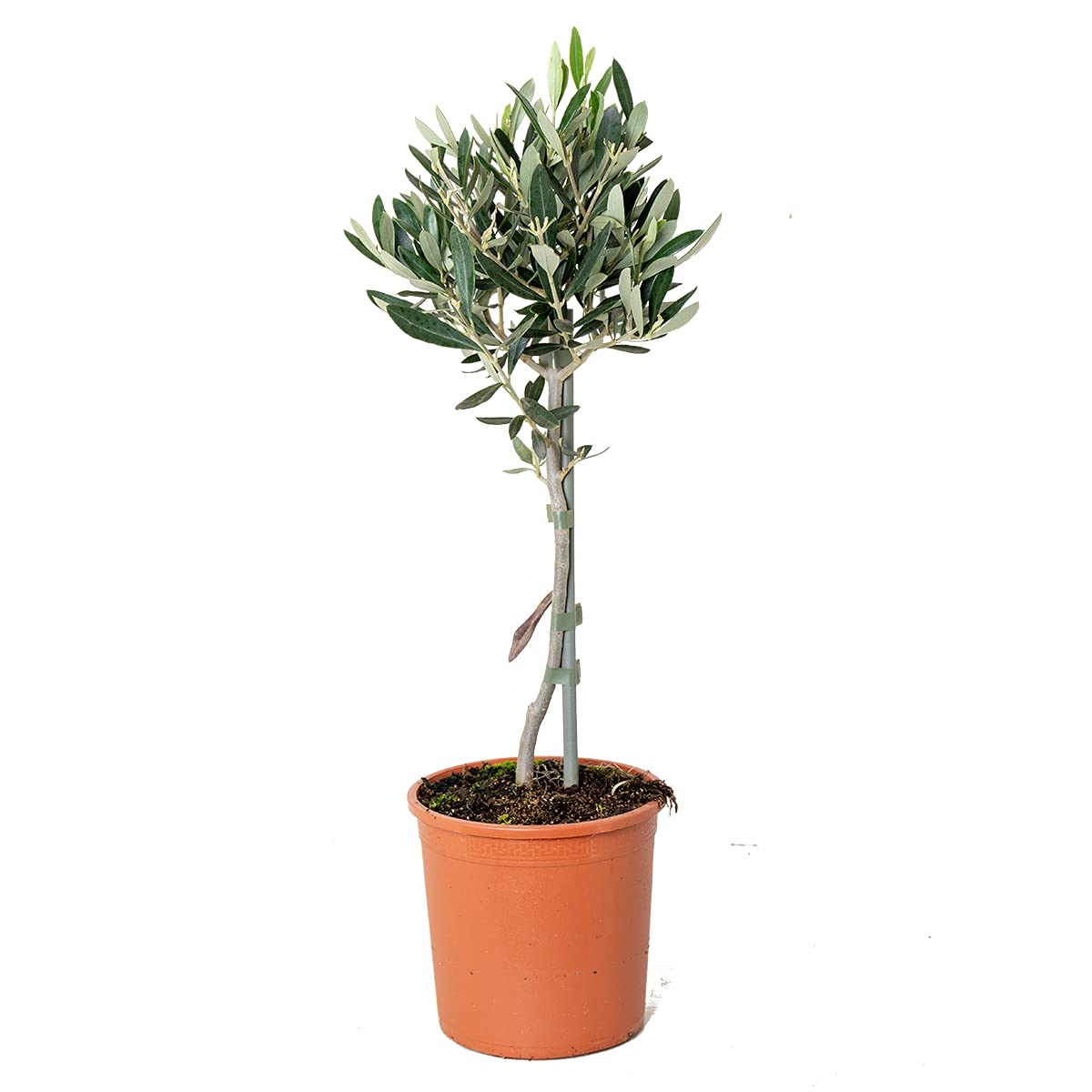 Bloomique - Olea Europaea - Olivier sur tige - Plantes de jardin - Rustique - Hauteur 30-​40 cm - Pot 14 cm