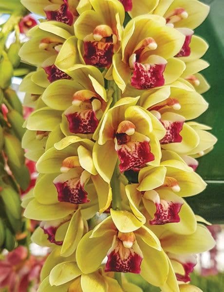 Cymbidiums Orchid Flower plants For Your home & Garden Pack of 1 piece (DARK YELLOW)