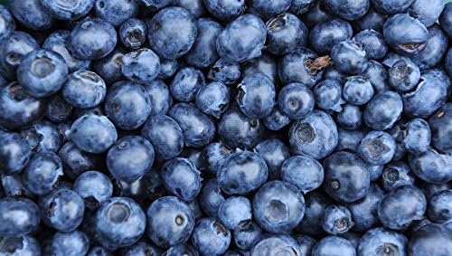 Miniatura 2 de 1 PLANTA DE ARRANQUE de planta de arándanos Vaccinium "Esmeralda" High Bush planta viva