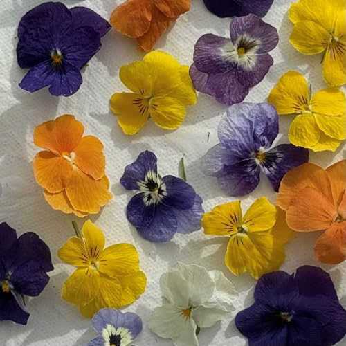 Edible Flowers - Freeze Dried Violas - Multicoloured - 40 Flower Heads - Certified Food Grade (389)