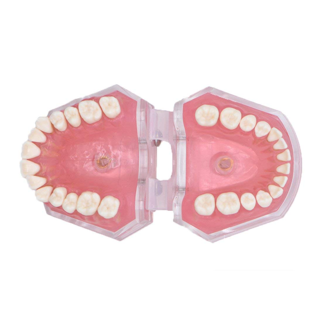 Modello didattico, Modello di Studio per impianti dentali, Modello Standard con Denti Rimovibili, Strumento di Studio didattico per Studenti di odontoiatria, pa
