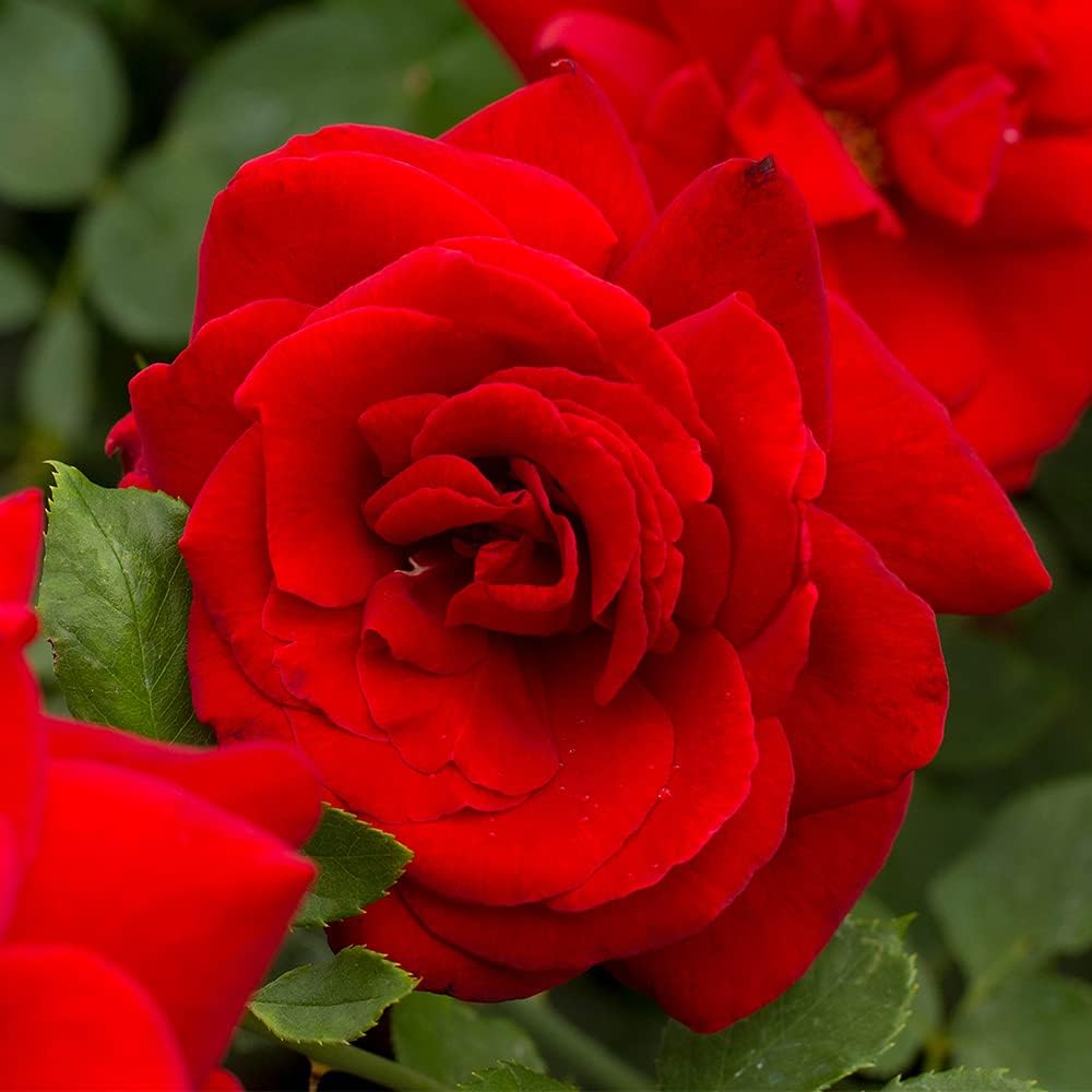 Heirloom Roses Rose Plant - Black Beauty® Red Rose Bush, Hybrid Tea Live Plant for Planting Outdoors