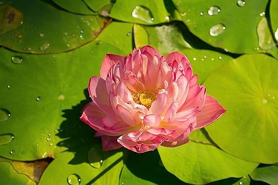 Image of GO GREEN Lotus plant LIANG LI MICRO LOTUS Organic Water Lilies Lotus Bowl Aquatic Plants Flower Easy from tuber, Bonsai Planting Pond Indoor Outdoor Decor (Peachy girl)