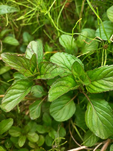 聖ミントと見てきた未来: 研究のその後の展開