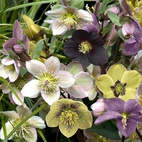 100 Pcs Mixed Helleborus Flower Seeds, Perennial Winter-Blooming Seeds for Planting, Hardy Shade-Loving Flowers for Gardens, Borders, Containers & Year-Round Decorative Landscaping