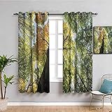 Cortina de aislamiento térmico de árboles, bosque antiguo,