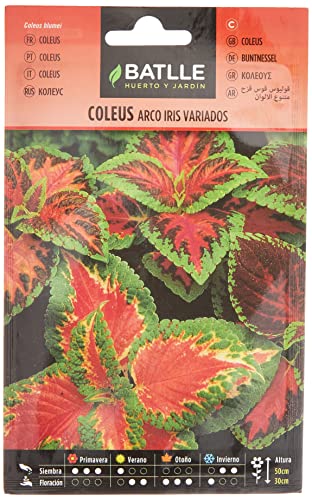 Semillas Batlle Coleus Arco Iris variado