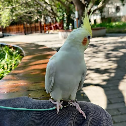 Image of Bird Harness, Bird Belt, Adjustable Parrot Leg Ring with 2m Elastic Rope, Harness for Birds Suit with Leash for Parrot, Budgerigars, Cockatiels