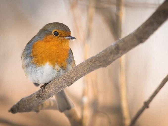 Amazon Enchys Diy 5dフルダイヤモンドビーズアート鳥かわいいロビンセットツール刺繍キット絵画丸い形四角大きいクロスステッチ手作りキット手芸大人初心者あーと 40x50cm Df3854 刺しゅうキット 通販