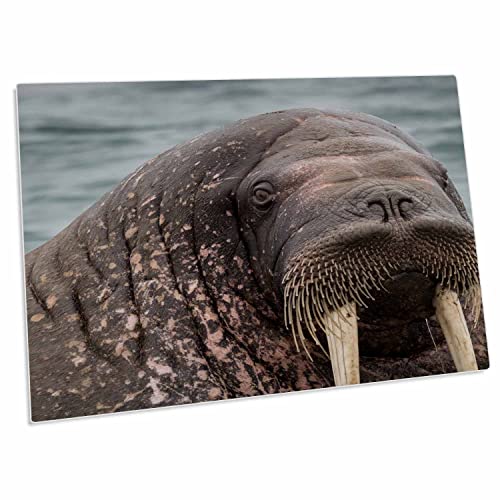 3dRose Arctic Ocean, Norway, Svalbard. Pad Grande para Escritorio
