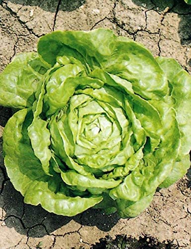 VibeX Seeds of Vegetable Lettuce Arctic King-500 Seeds