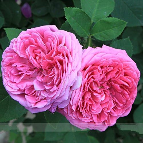 Heirloom Pink Damask Rose Bush Flower Seeds, Professional Pack, 50 Seeds / Pack, Light Fragrant Garden Flower #Nf637
