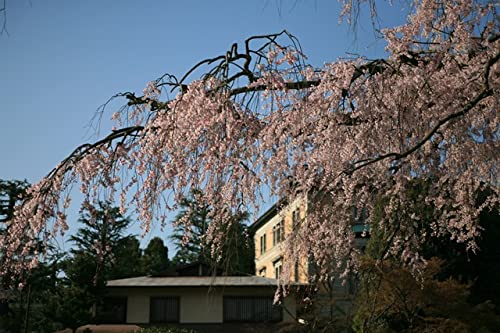 【日本の春の風景ポストカード】京都府京都市丸山公園の桜2007年の葉書１２ハガキはがき photo by MIRO