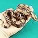 Amosfun Realistic Fake Snakes Toy Scary Snake Figure Garden Snake Model Toy for Halloween Decoration Props April Fools' Day Creepy Prank