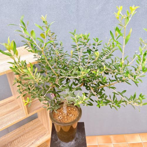 n I[u̖ I[u AxL[i 15 ϗtA CeA