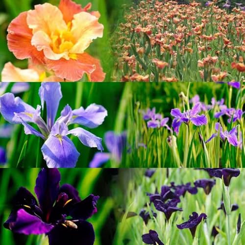 12 piezas bulbos de iris - jardín resistentes y perennes, jardín primavera resistentes, bulbos del iris, camas elevadas