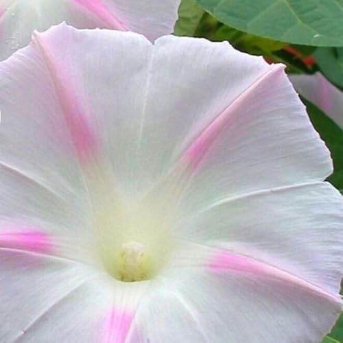 Morning Glory Shiva Rose Star 20 Seeds + Plant tag + Freebie