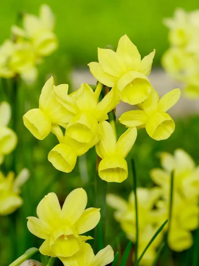 NARZISSEN Blumenzwiebeln Winterhart, Mehrjährige Osterglocken Zwiebeln aus Holland für Garten, Balkon, Beete & Töpfe. Sortenrein & Mischungen. Frisch, Trocken & Groß (500, Angels whisper)