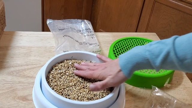 Watch How Easy is Catit Cat Grass Kit to Grow? on Amazon Live