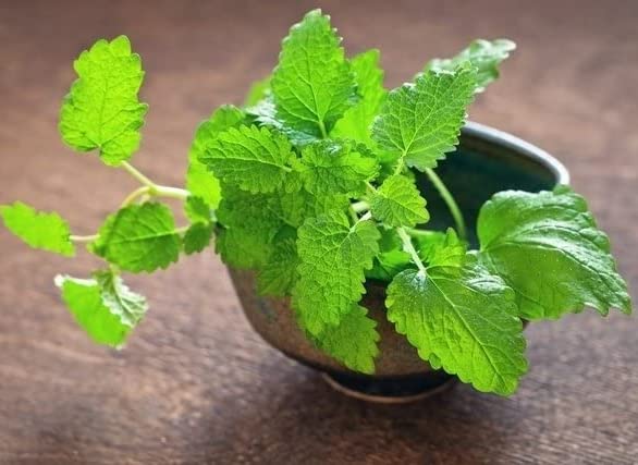 Gromax India Lemon Balm Medicinal Herb Plant Seeds Best For Terrace and home Gardening and good germination (B09NFQS5WL) Amazon Price History, Amazon Price Tracker