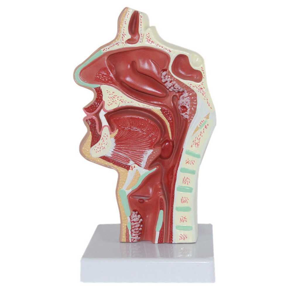 Modèle anatomique de cavité buccale nasale et larynx AMITD avec base d'enseignement