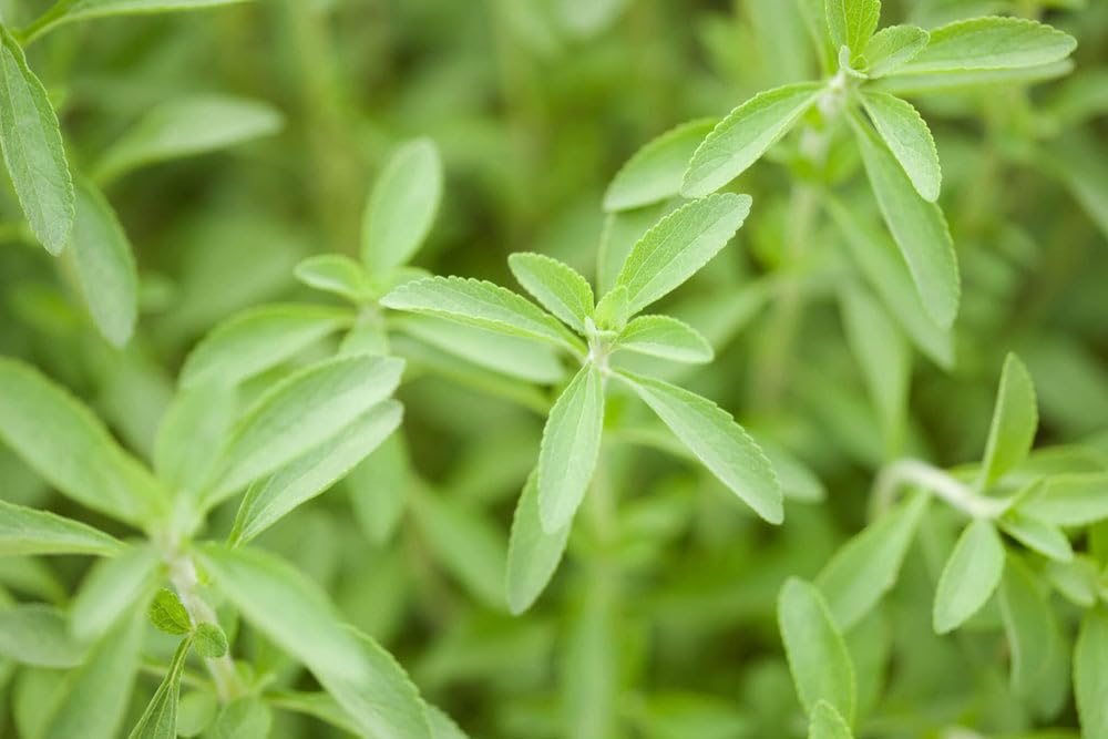 See full amazon price history chart for Stevia seeds for planting Pack of 100 seeds Stevia seeds for planting Pack of 100 seeds (B0CS3HRJLK) Amazon Price History, Amazon Price Tracker