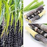 PERZOE 50 piezas de semillas de caña de azúcar, deliciosa planta de fruta jugosa para el hogar, jardín, granja, decoración Verde 50 pcs