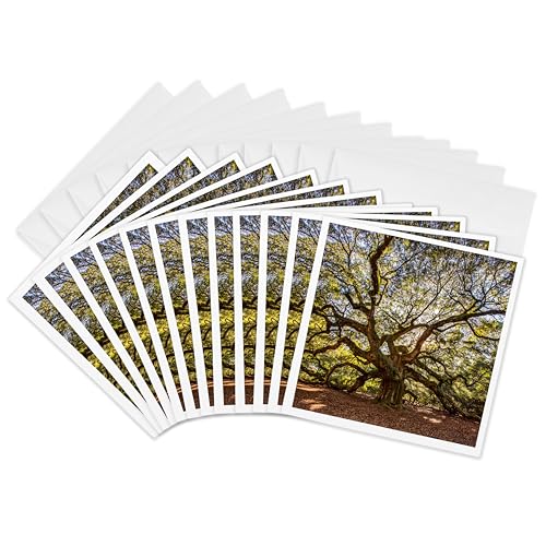 Cartes de vœux chêne d'Amérique pour vos messages de Charleston