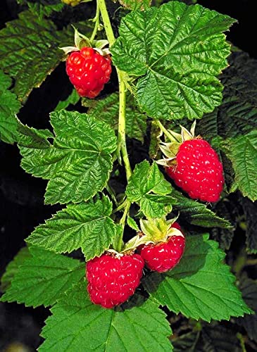 300 Pcs+ Red Raspberry Seeds - Organic Raspberry Friut Seeds For Planting Home Garden/Outdoor #TOP3