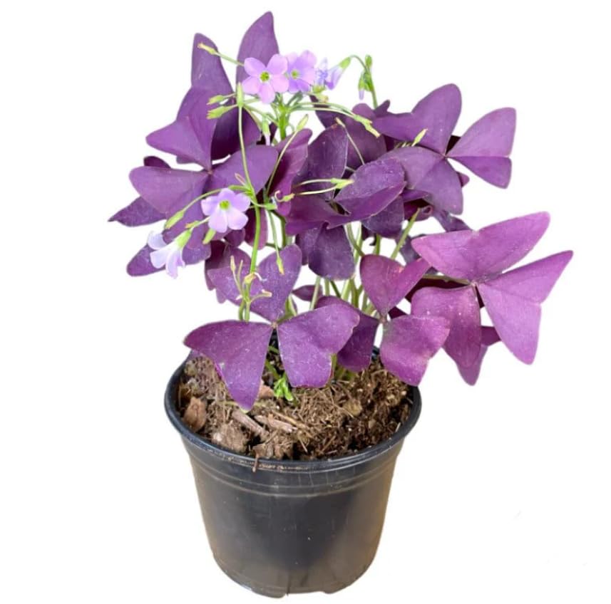 Trébol Morado Planta de Interior Natural Perfecta para Atraer a la Buena Suerte