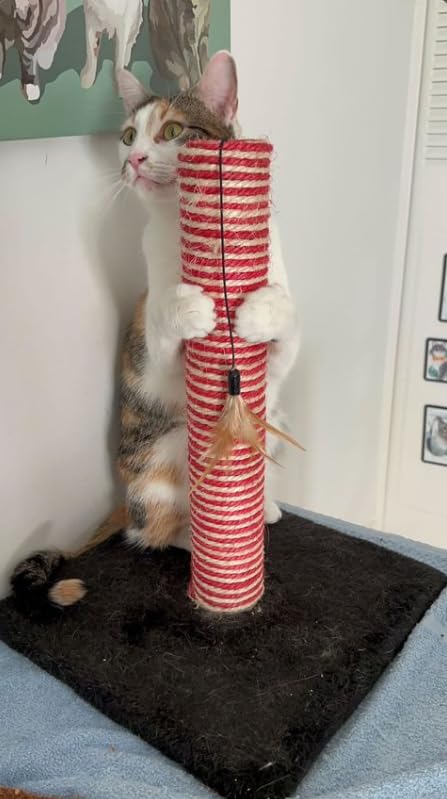 Rascador para gatos Midlee Candy Cane con juguete pluma miniatura 6