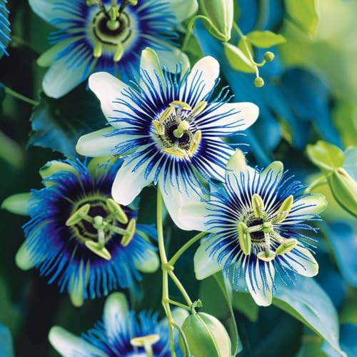 Passion Flower Plant Live, Passiflora Flowering Vine, Trailing Passion Flowers 4 to 8 Inch Tall (Rare Blue)