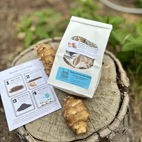 Fresh Jerusalem Artichokes 5 tuber pack