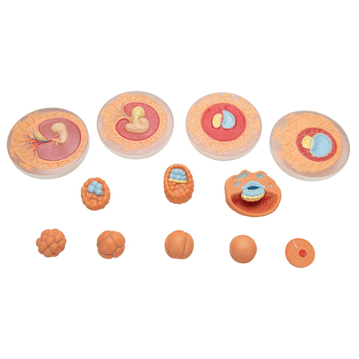 3B Scientific VG391 Sviluppo di Un Embrione in 12 Stadi + software gratuito di anatomia - 3B Smart Anatomy