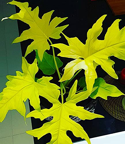 Flowery Foliage Philodendron Golden Selloum Live Plant, With Pot, Care Guide & Freebies (B096H8CSBQ) Amazon Price History, Amazon Price Tracker