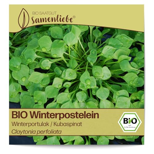 Samenliebe BIO Winterpostelein Samen alte Sorte Winterportulak/Kubaspinat 800 Samen samenfestes Gemüse Saatgut für Gewächshaus Freiland und Balkon BIO Gemüsesamen winterhart Samenliebe BIO Winterpostelein Samen alte Sorte Winterportulak/Kubaspinat 800 Samen samenfestes Gemüse Saatgut für Gewächshaus Freiland und Balkon BIO Gemüsesamen winterhart
