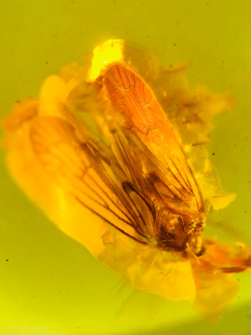 Burmese burmite Cretaceous Wax cicada Insect Fossil Amber Myanmar