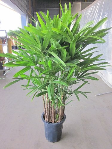 観葉植物 音竹の人気商品 通販 価格比較 価格 Com 観葉植物 音竹の人気商品 通販 価格比較 価格 Com