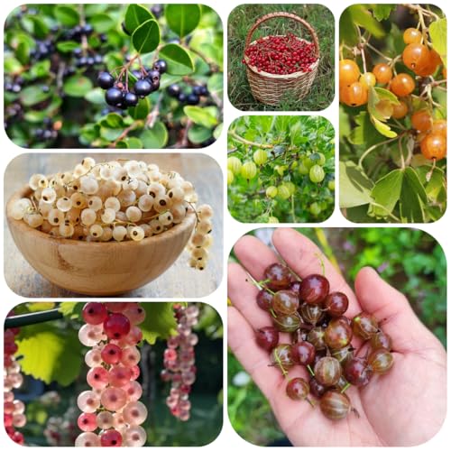 semillas de grosella, grosella espinosa, columnar huerta enanos resistentes balcón comprar regalos 550pcs