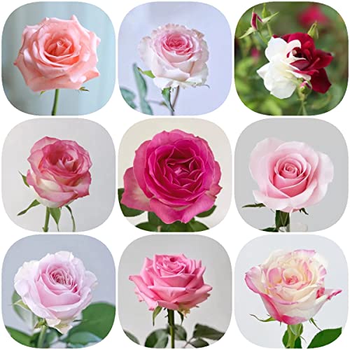 Semillas Rosas Variadas,Rosa Rugosa,Serie De Plantas Raras,Flores Para El Jardín | Semillas De Rosales Resistentes Y Fáciles De Plantar 150 piezas