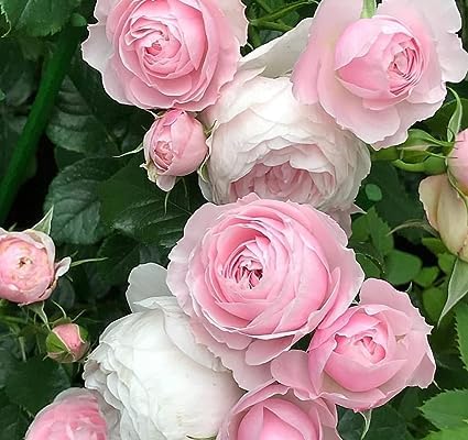 Kashmiri Rose Baby Pink Live Flowering Plant (B0CG4RR3HF) Amazon Price History, Amazon Price Tracker