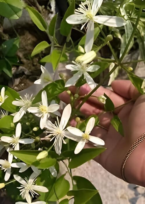 ABEFARIYA Buddha Jui Plant| Jasminum Auriculatum jasmine vine white flower plant with Grow bag -(height 30-35 c.m.) for home gardening (Quantity 1)