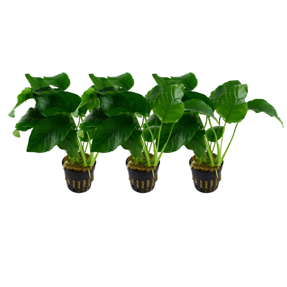 AquaOne Planta de acuario 3 unidades Anubias barteri VAR.barteri I Planta acuaria Planta de acuario, rizoma, rizoma, completamente enraizado, fácil de limpiar, decoración acuática