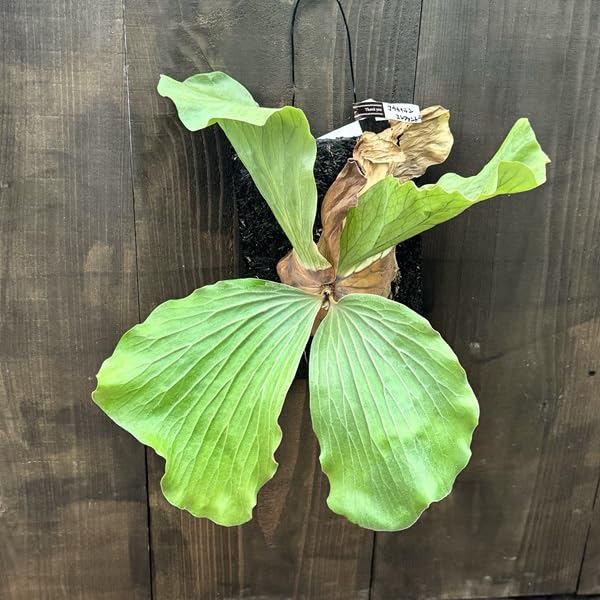 Amazon｜観葉植物：ビカクシダ コウモリラン エレファントティス ヘゴ 