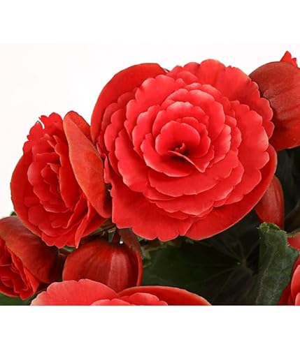 Begonia de Flor DECOALIVE Planta Interior y Exterior Flores Colores Llamativos