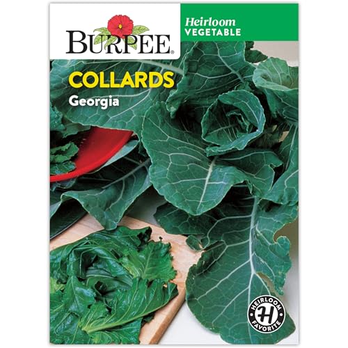 Burpee Georgia Collards Seeds - Heirloom Southern Cooking Greens