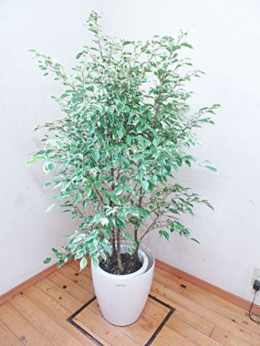 �������Ȕ�����x���W���~���i�X�^�[���C�g�j 150cm�O�� 10���v�����y���J�o�[�ʔ���z